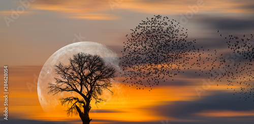 Silhouette of birds with lone tree in the background big full moon at amazing sunset "Elements of this image furnished by NASA"