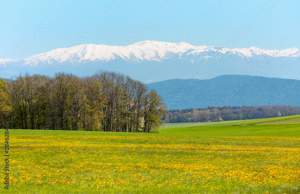 Yellow flower fields with snowy mountains