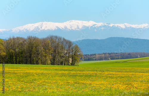 Yellow flower fields with snowy mountains