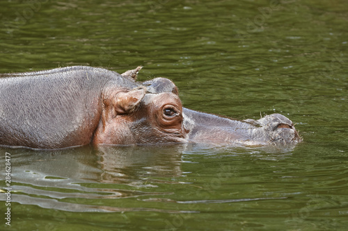 Close up of the head of an hippo swimming