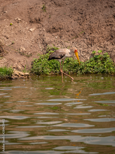 Yellow billed stork in the Kazinga Channel, Uganda photo