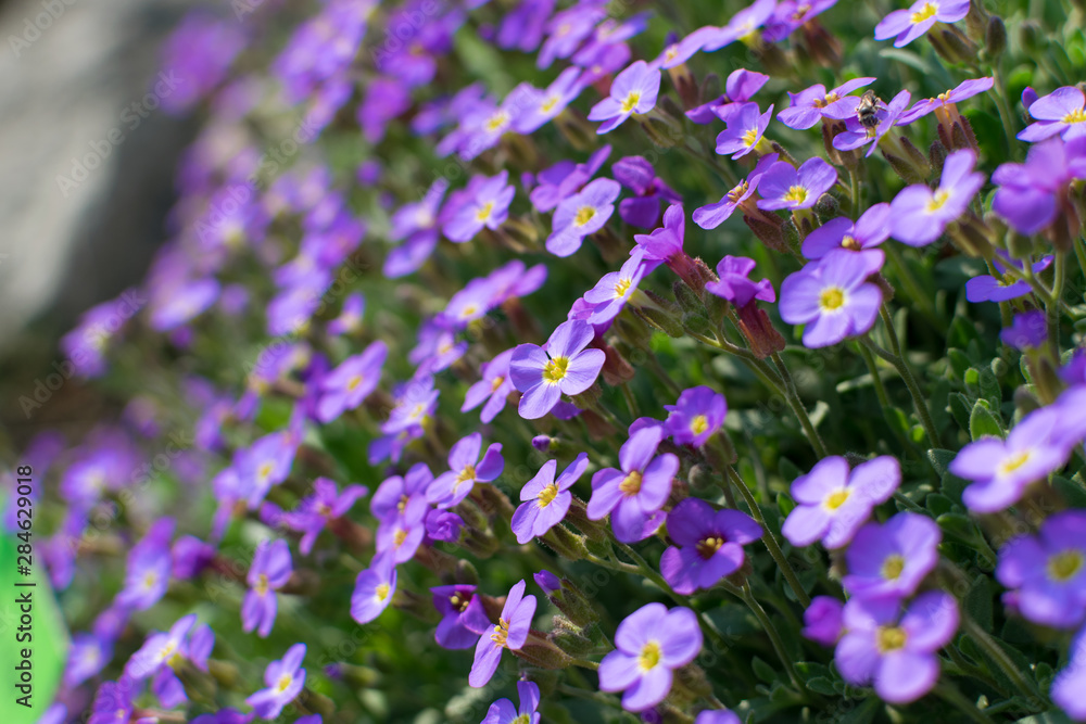 Many violet flowers of aubrieta deltoidea or aubretia Many violet flowers of aubrieta deltoidea or aubretia