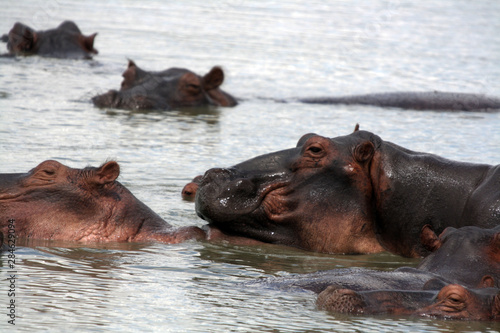 A herd of hippo (Hippopotamus amphibius) in a lake in Tanzania