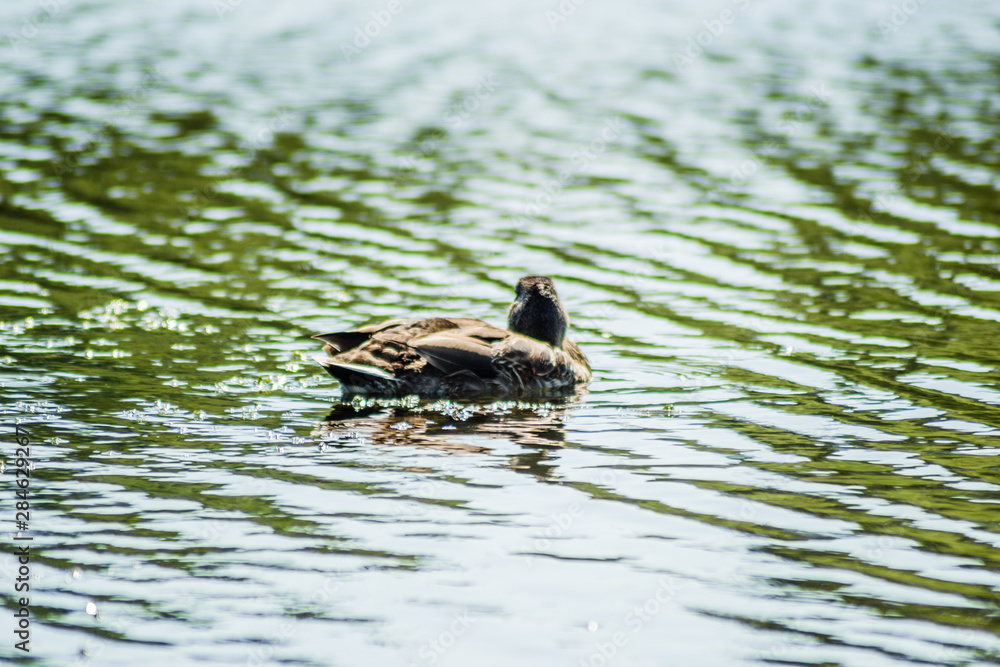Wild ducks in their natural environment. Beautiful wild duck swims in the pond. Wild ducks in their natural environment. Beautiful wild duck swims in the pond.