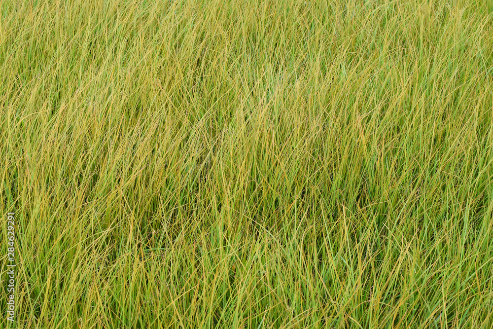 Obraz premium Background of green fresh grass. Field of wild green grass.
