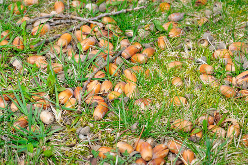 Eicheln auf dem Waldboden photo