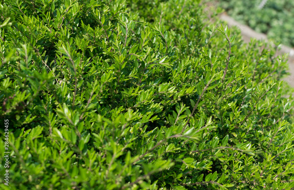 Lonicera pileata, privet honeysuckle or box-leaved honeysuckle Lonicera pileata, privet honeysuckle or box-leaved honeysuckle