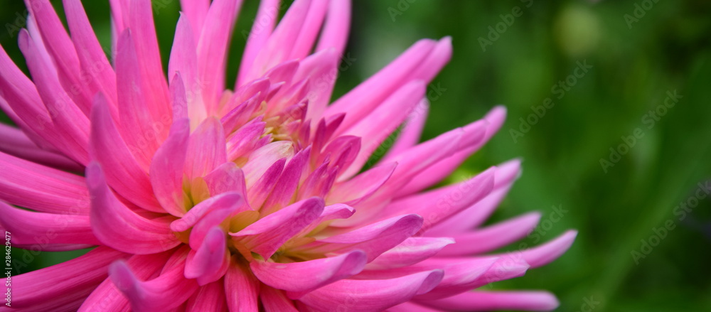 Dahlie in Pink im Garten Dahlie in Pink im Garten