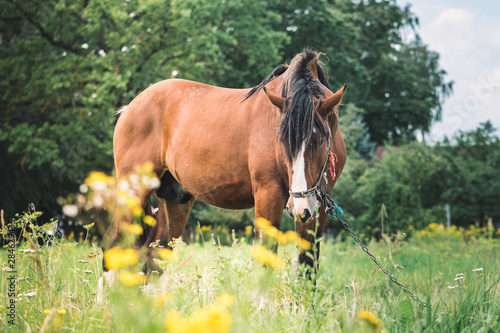 Red horse with long mane in a field
