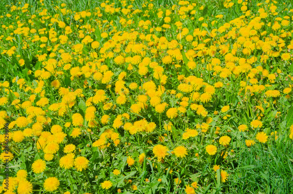  yellow dandelion