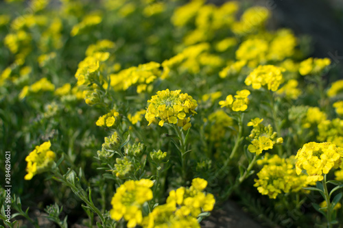 Alyssum repens, yellow alyssum, golden alyssum flowers