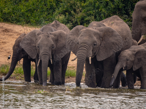 Elephants on the banks of the Kazinga Channel, Uganda