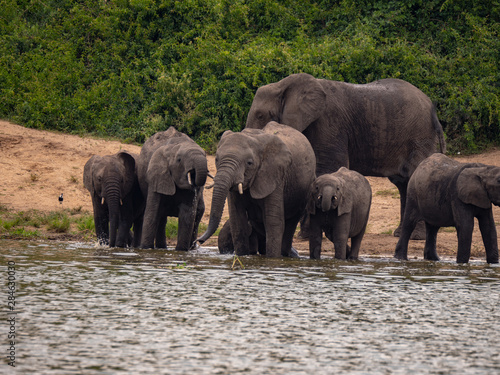 Elephants on the banks of the Kazinga Channel, Uganda