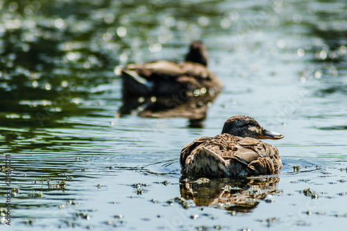 Wild ducks in their natural environment. Two wild ducks swim in the lake © caocao191