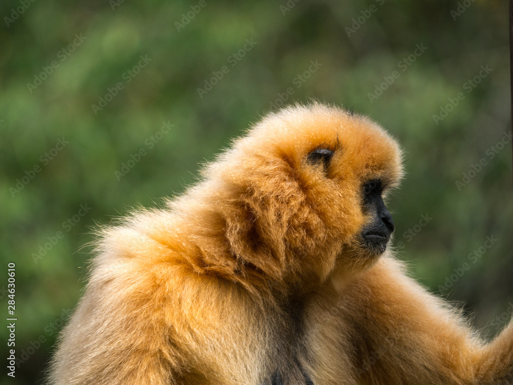 Gibbon