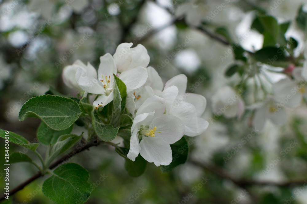 Obraz premium Beautiful Blossom Apple Tree Flowers and Buds