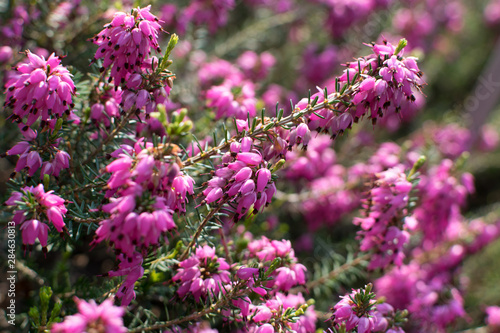 Erica Carnea or Myretoun Ruby pink flowers in spring garden