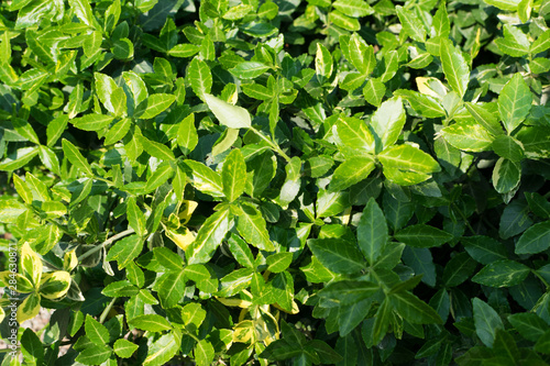 Tablou pe pânză Euonymus fortunei, wintercreeper, spindle or climbing euonymus