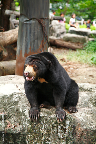 Asiatic black bear sit on stone in thailand zoo