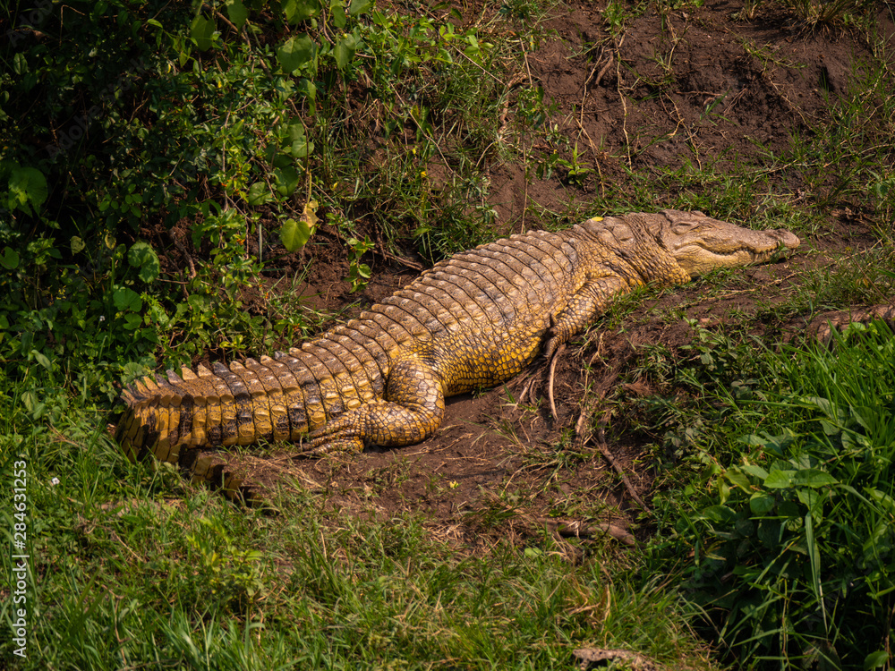 Crocodile on the banks of the Kazinga Channel, Queen Elizabeth National Park, Uganda Crocodile on the banks of the Kazinga Channel, Queen Elizabeth National Park, Uganda
