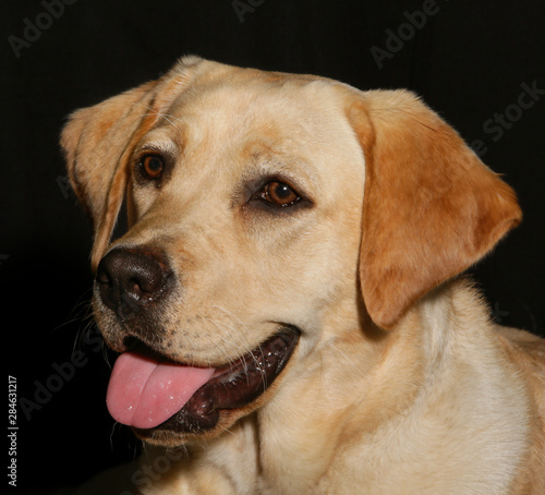 Portrait of a labrador