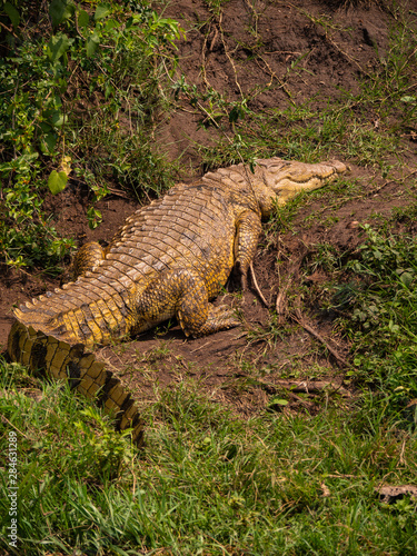 Crocodile on the banks of the Kazinga Channel, Queen Elizabeth National Park, Uganda