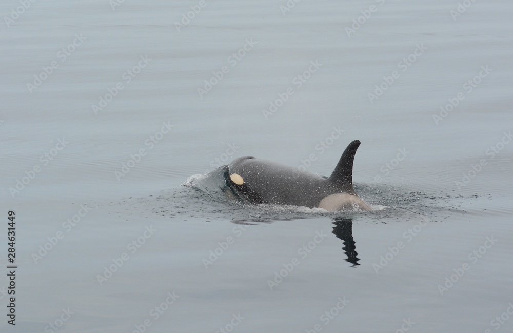 Fototapeta premium Orca in Japan