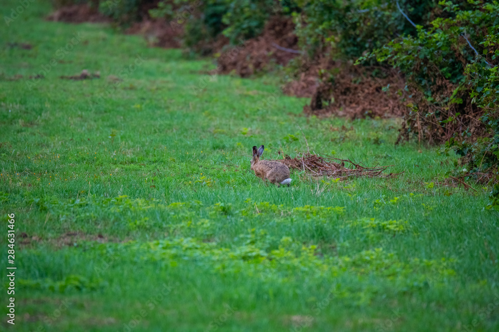 Fototapeta premium a bunny on a field with green background