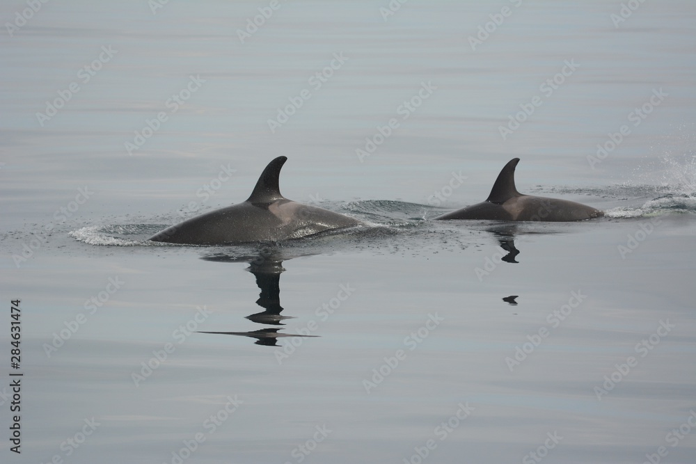 Fototapeta premium Orca in Japan
