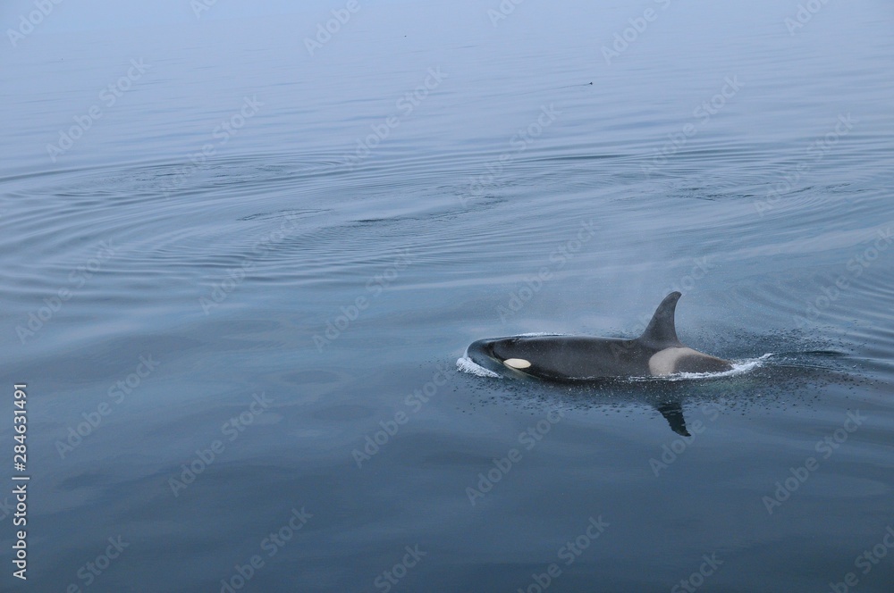 Fototapeta premium Orca in Japan