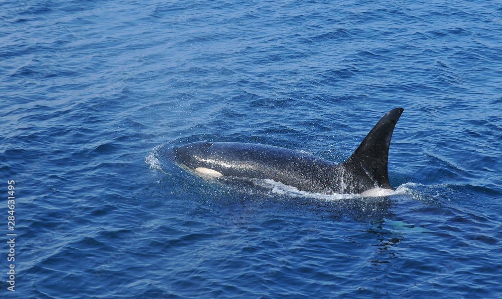 Naklejka premium Orca in Japan