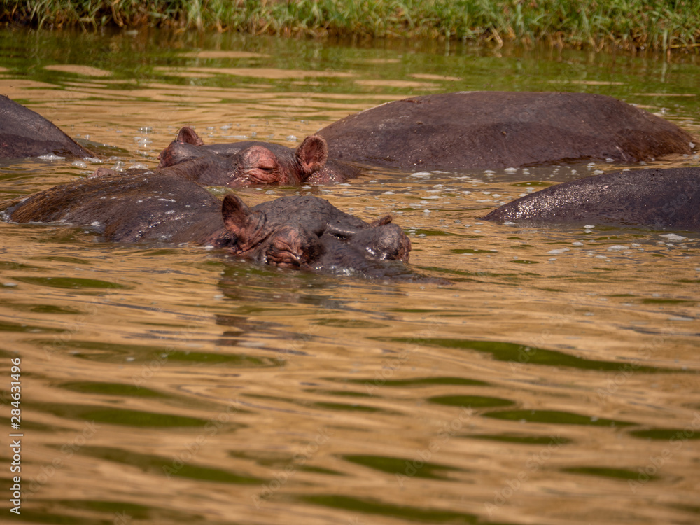 Hippopotamus in natural habitat, East Africa Hippopotamus in natural habitat, East Africa
