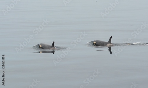 Orca in Japan photo