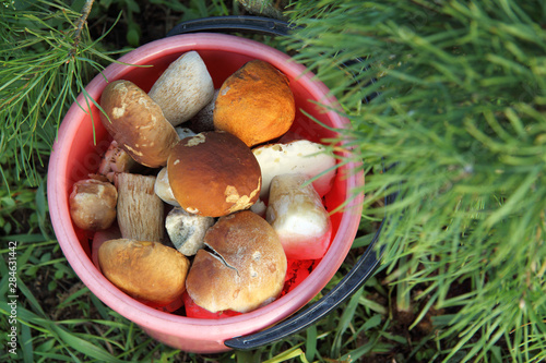 bucket full of different edible mushrooms under a pine tree top view. gourmet forest food