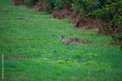 a bunny on a field with green  background © Matthias