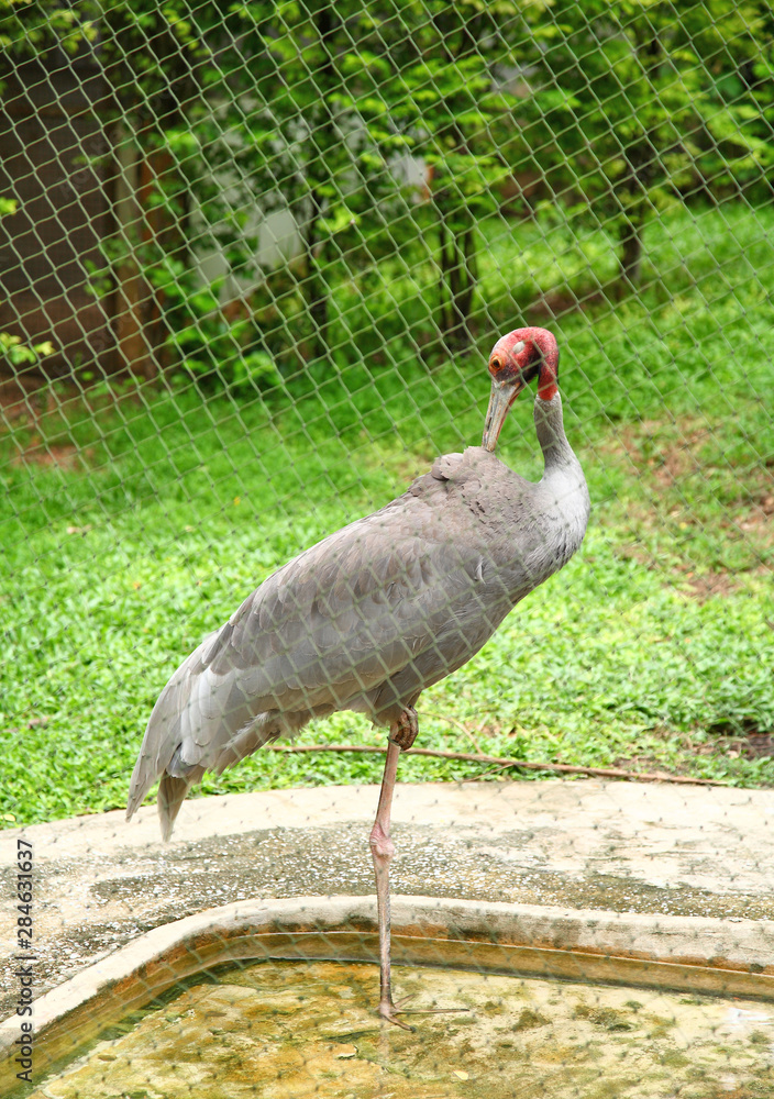 Fototapeta premium large stork resting inside a thailand zoo