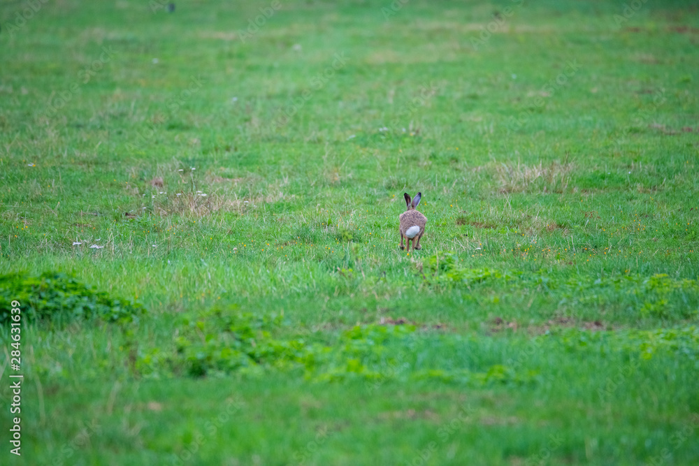 a bunny on a field with green background a bunny on a field with green background