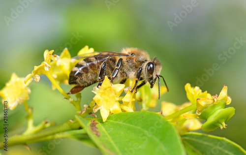 Photos Honigbiene an einem Christusdorn (Apis mellifera) - honey bee