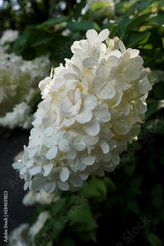 White hortensia 01