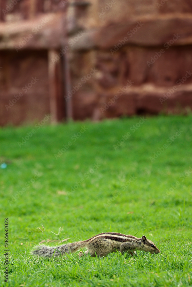 Squirrel in grass Squirrel in grass