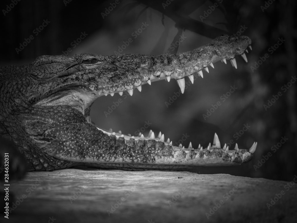 Obraz premium Crocodile