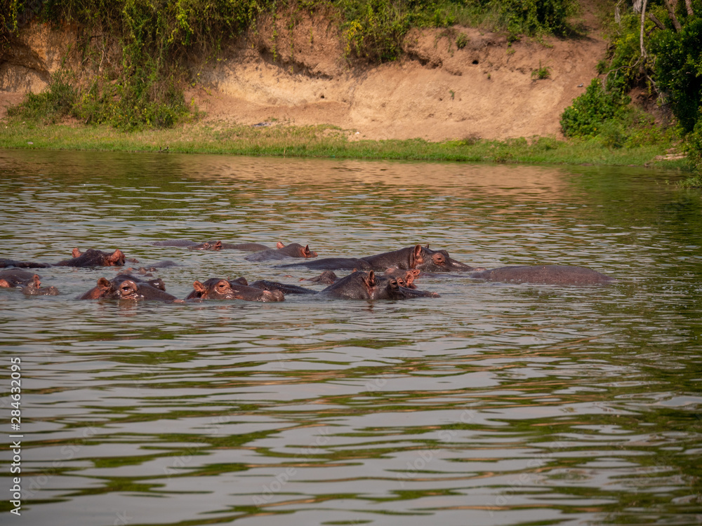 Hippopotamus in natural habitat, East Africa Hippopotamus in natural habitat, East Africa