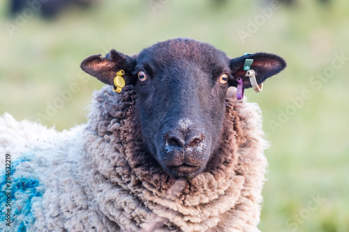 A female sheep looking directly into the camera. On a farm in rural Suffolk