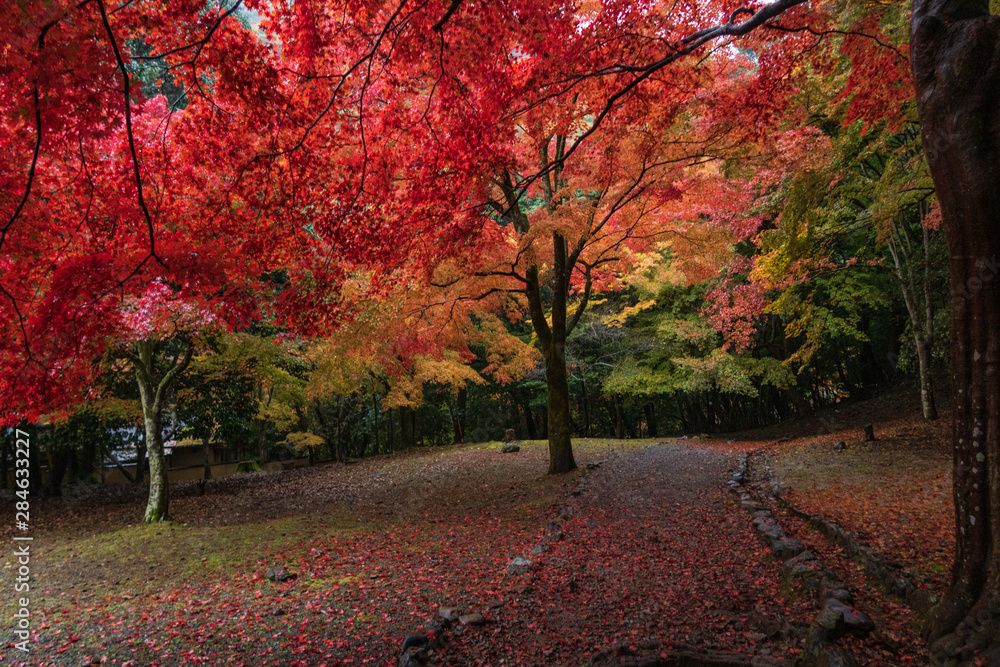 Naklejka premium Refreshing autumn in Kyoto,Japan