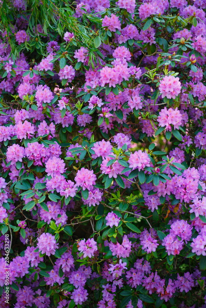 Lila Rhododendronblüte, Close-Up, Deutschland Lila Rhododendronblüte, Close-Up, Deutschland