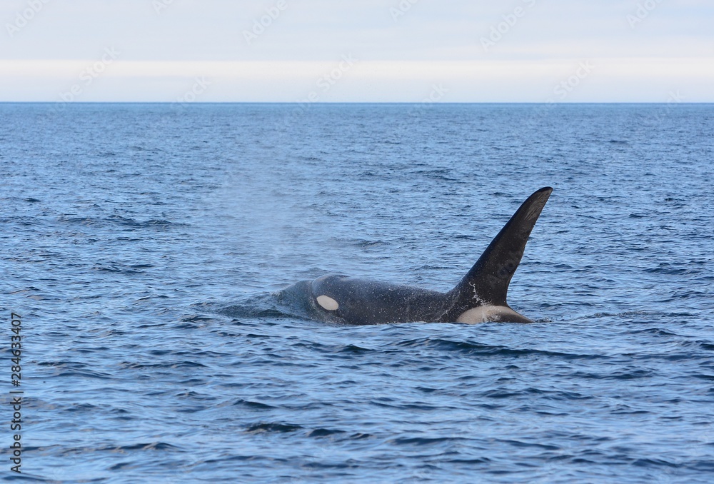 Orca in Japan