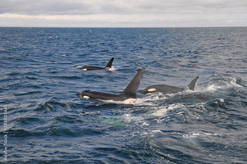 Fototapeta premium Orca in Japan