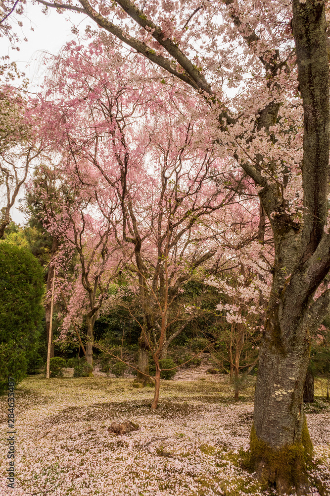 Refreshing summer in Kyoto,Japan Refreshing summer in Kyoto,Japan
