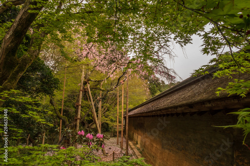 Refreshing summer in Kyoto,Japan