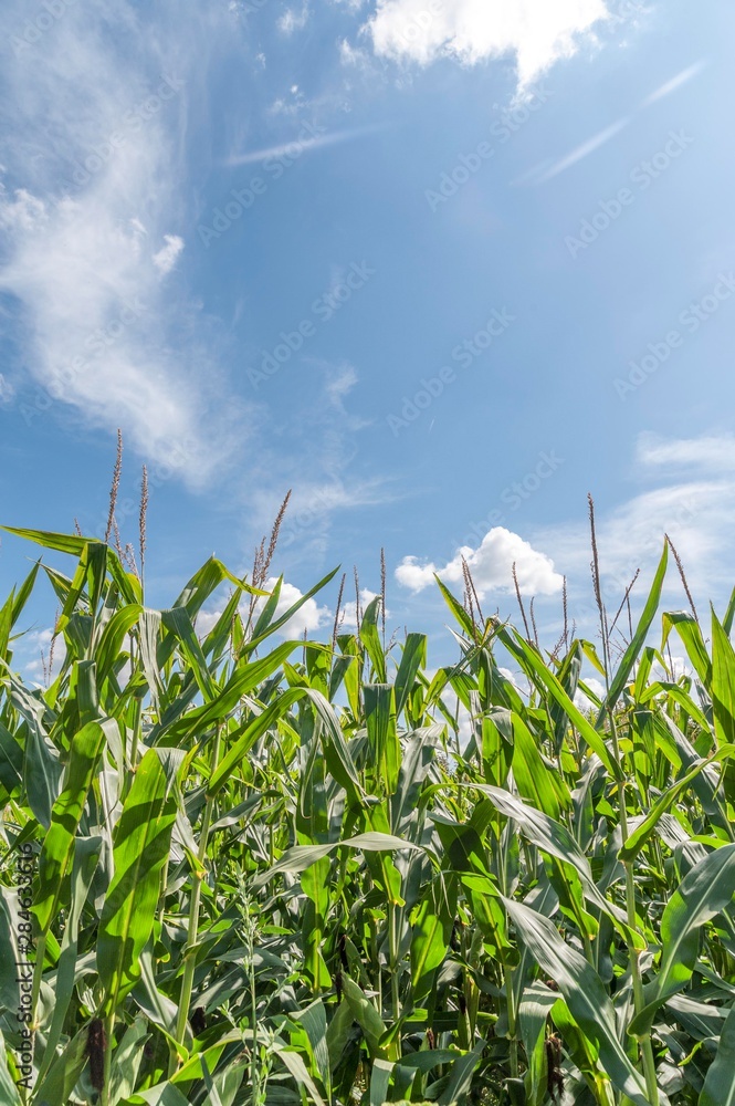 Obraz premium agriculture corn plants seedlings with blue sky and clouds. agricultural background.
